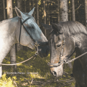 White and brown horses in the woods with hackamores