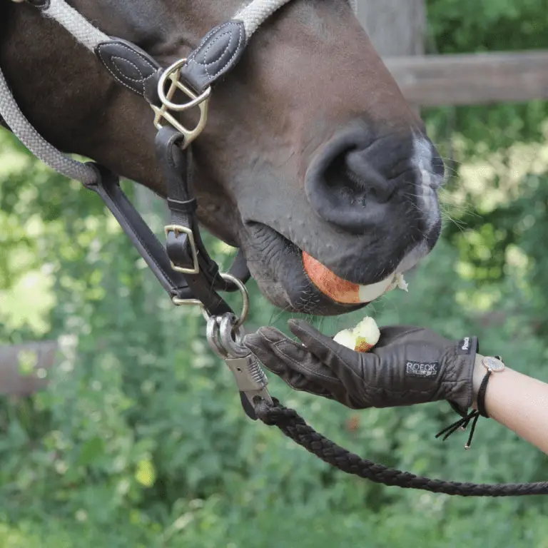 Horse eats an apple