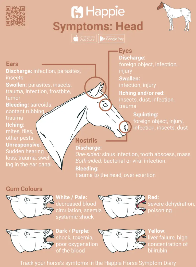 Equine symptoms of nostrils eyes ears gum gum colour