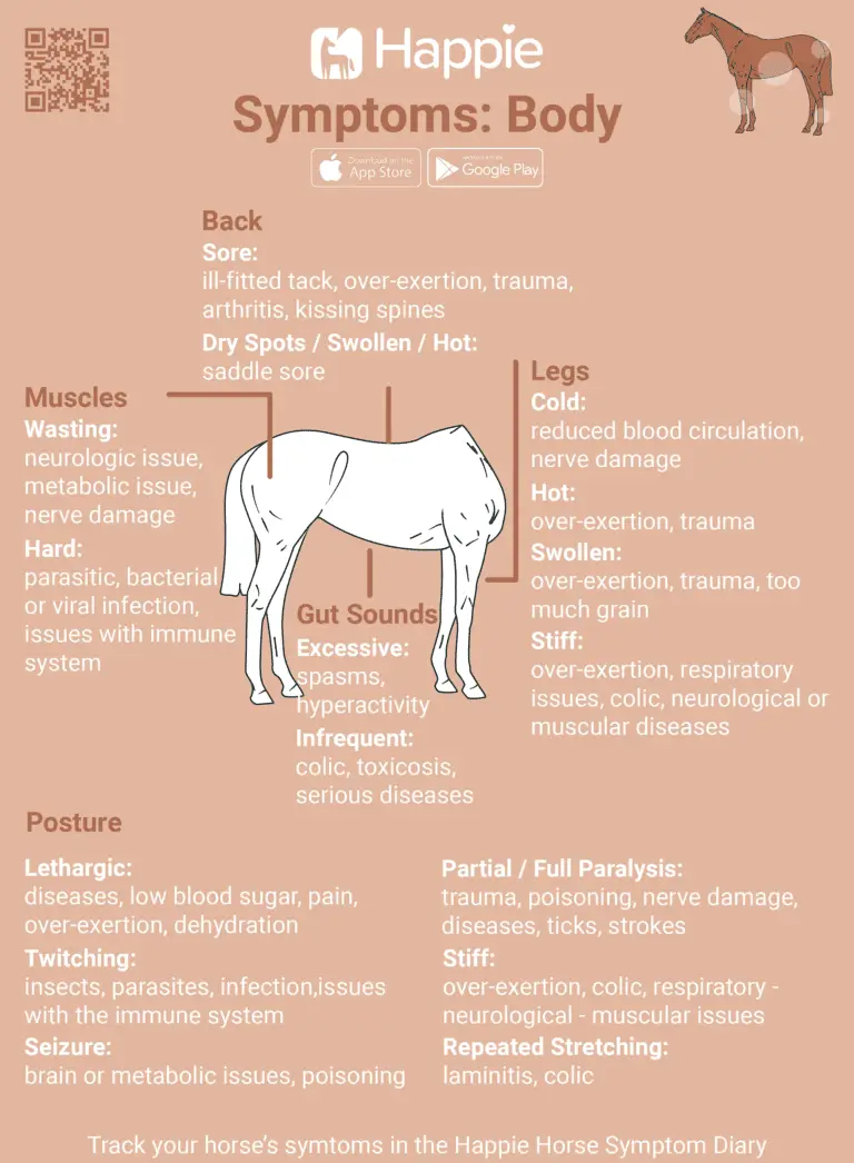 Equine symptoms legs muscles posture gut sounds back