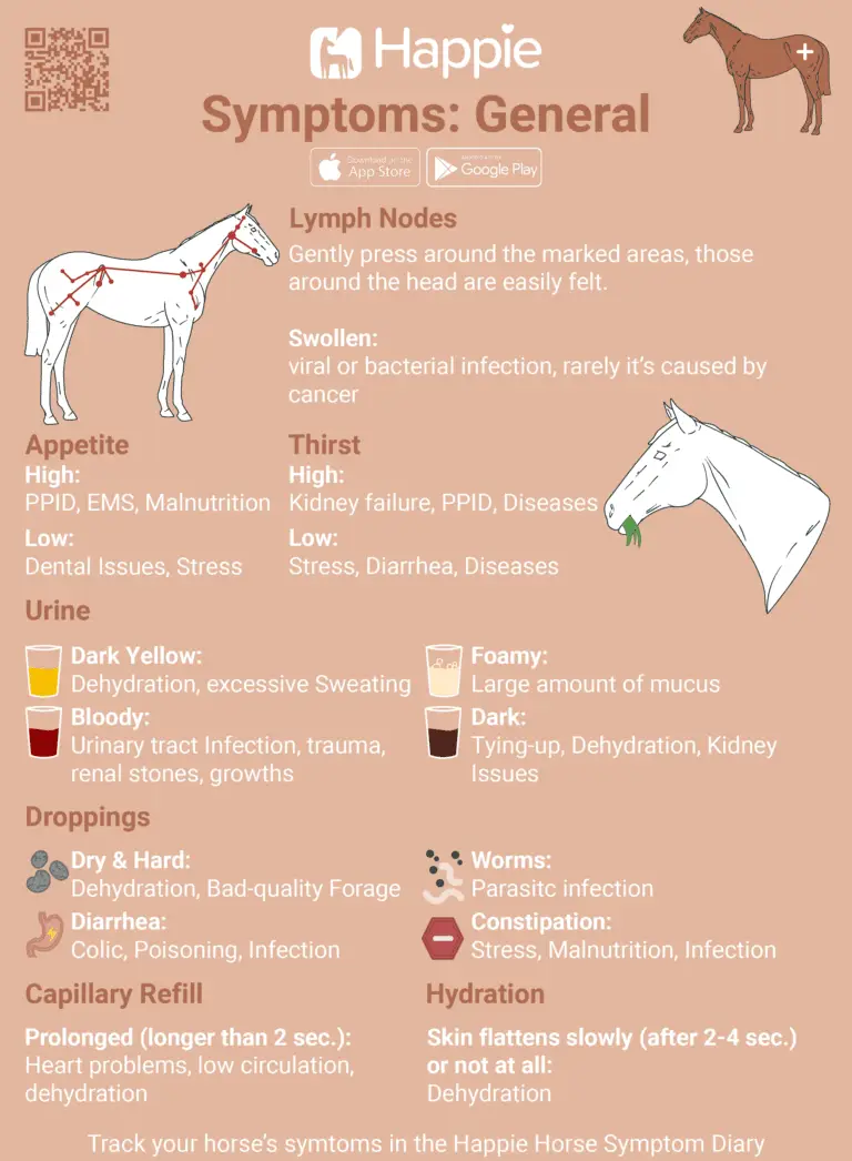 Equine symptoms lymph nodes appetite thirst urine droppings hydration capillary refill