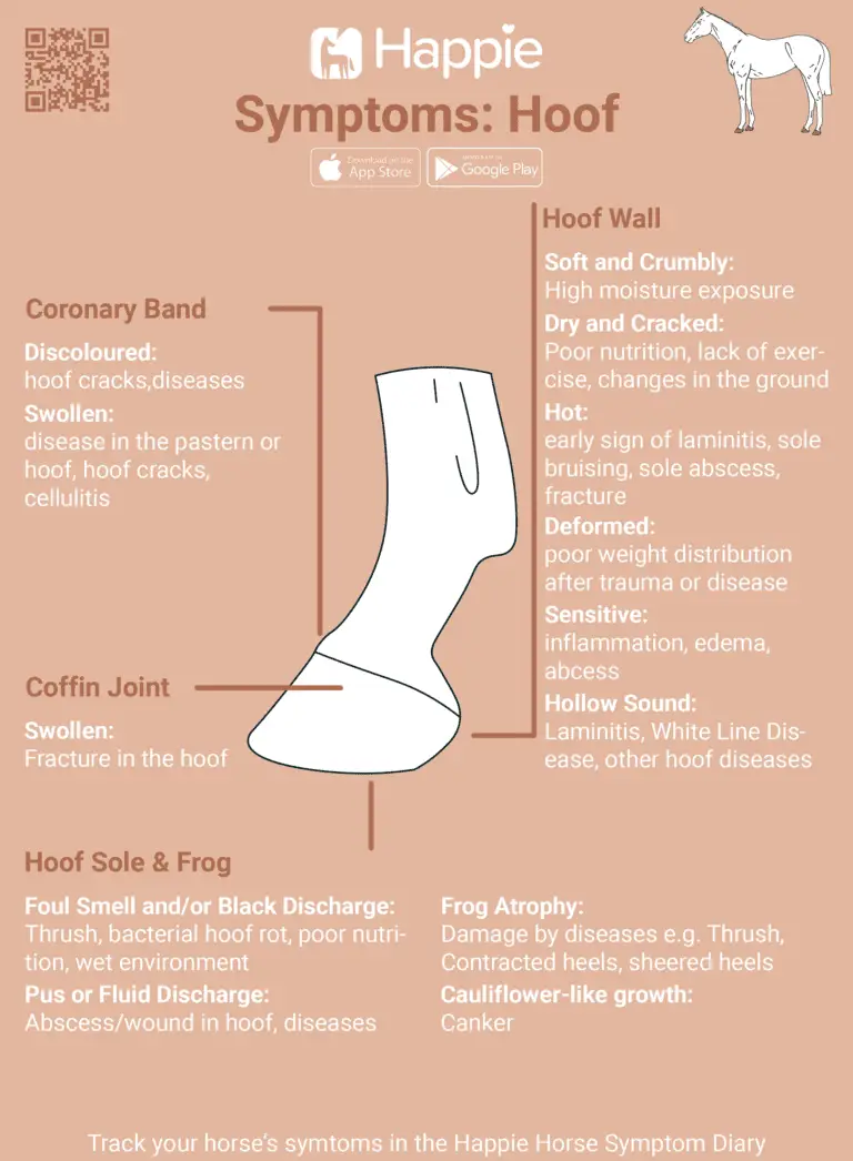 Symptoms Equine Hoof laminitis canker thrush