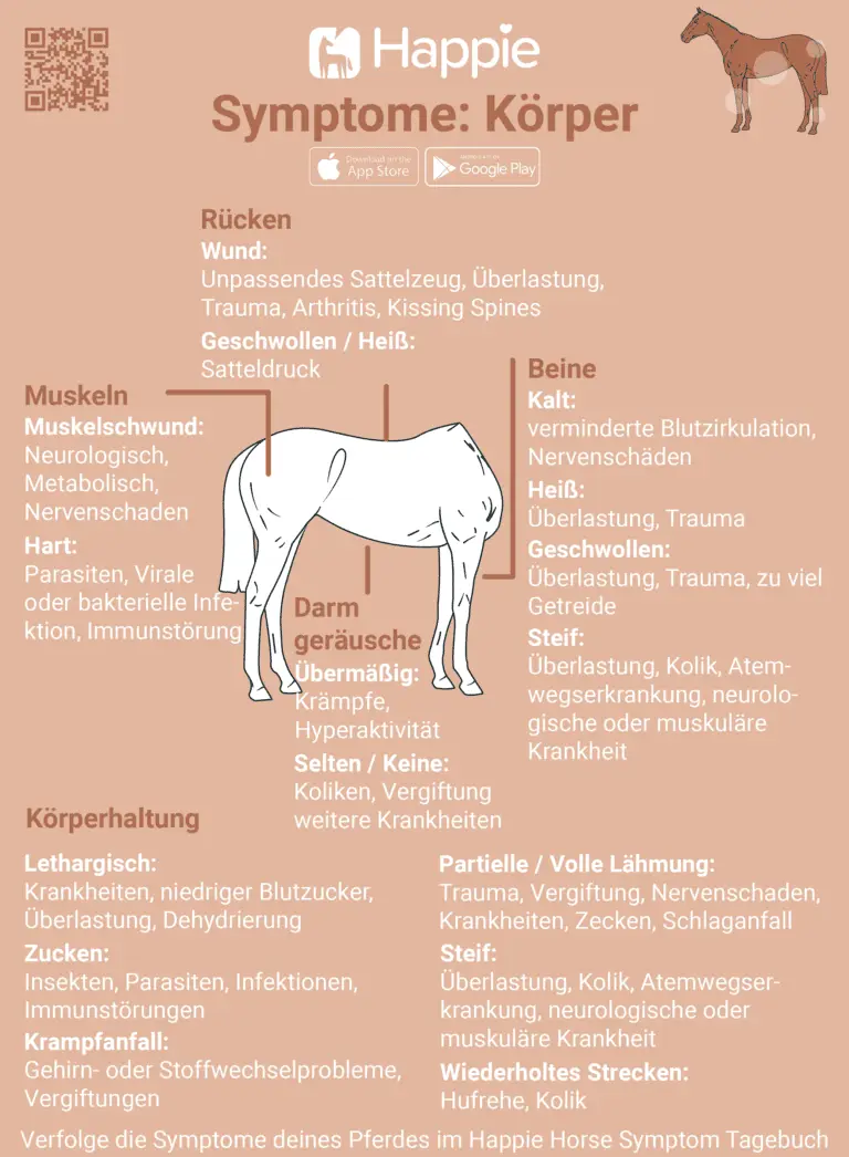 Symptome bei Ponys und Pferden Körper Beine Darmgeräusche Rücken Haltung