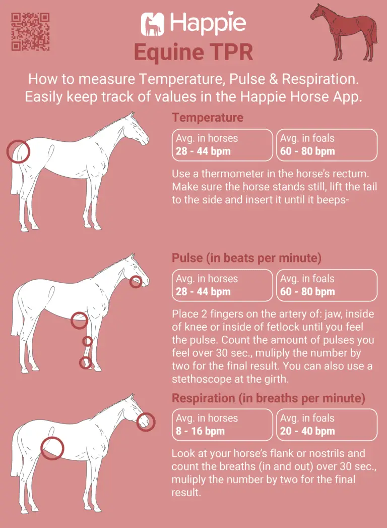 Print Out Measure Pulse Temperature Respiration in Horses with example