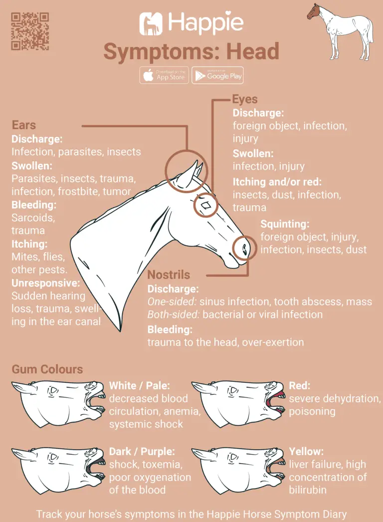 Equine symptoms of nostrils eyes ears gum gum colour