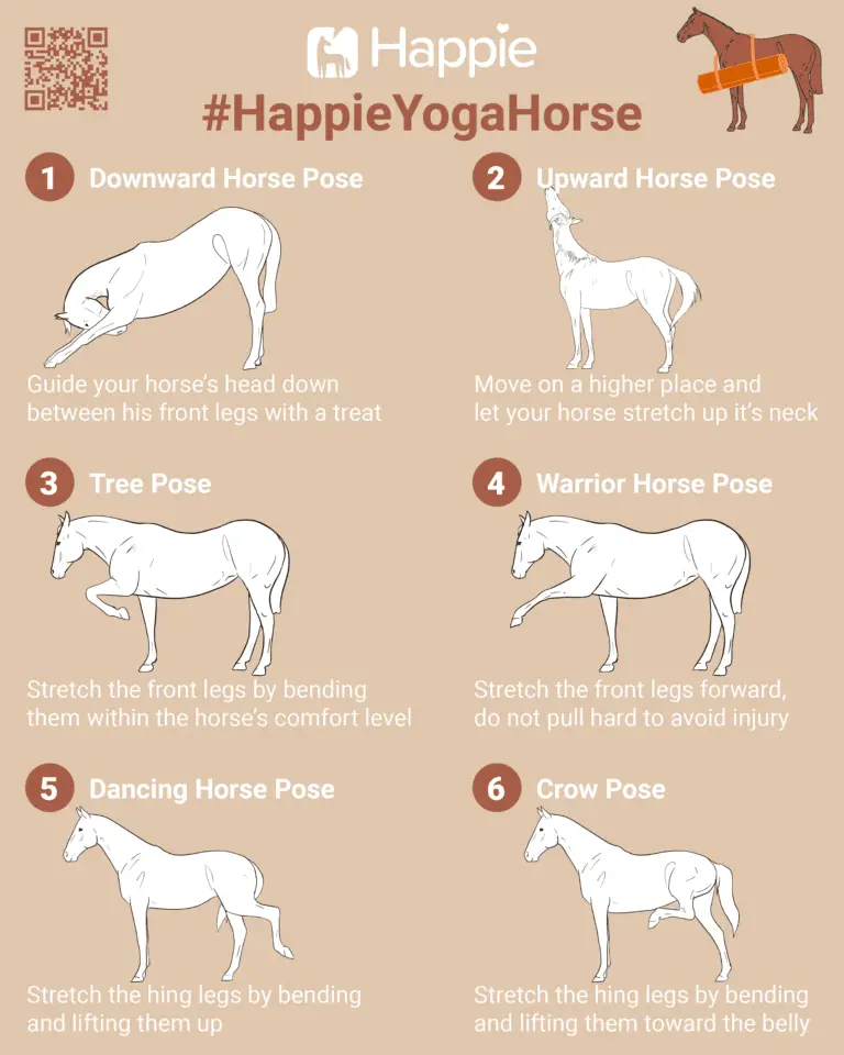 Horse Yoga