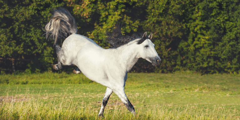 Haftpflichtversicherung Pferd Happie Pony Leistung Vergleich Kosten