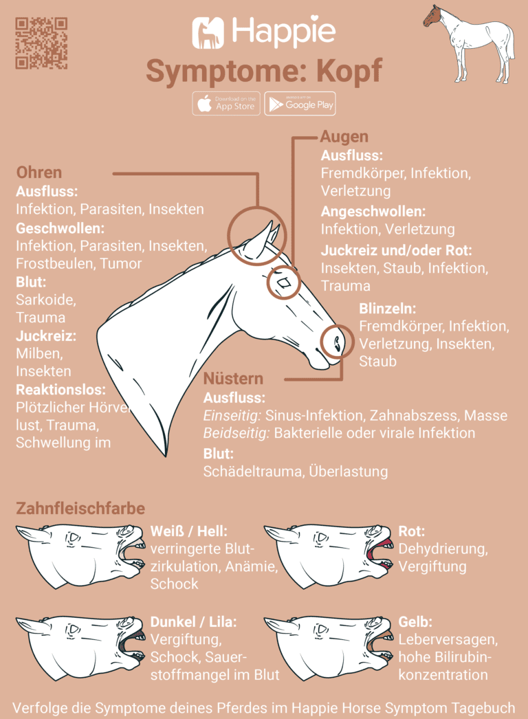 Symptome bei Ponys und Pferden Kopf Nüstern Zahnfleisch Augen Ohren
