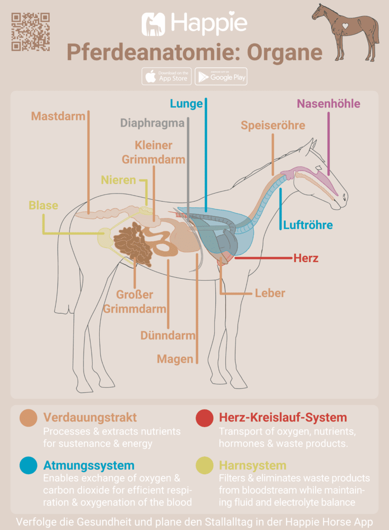 Pferd und Pony Organe Niere, Verdauung, Leber, Magen, Atmung, Lunge