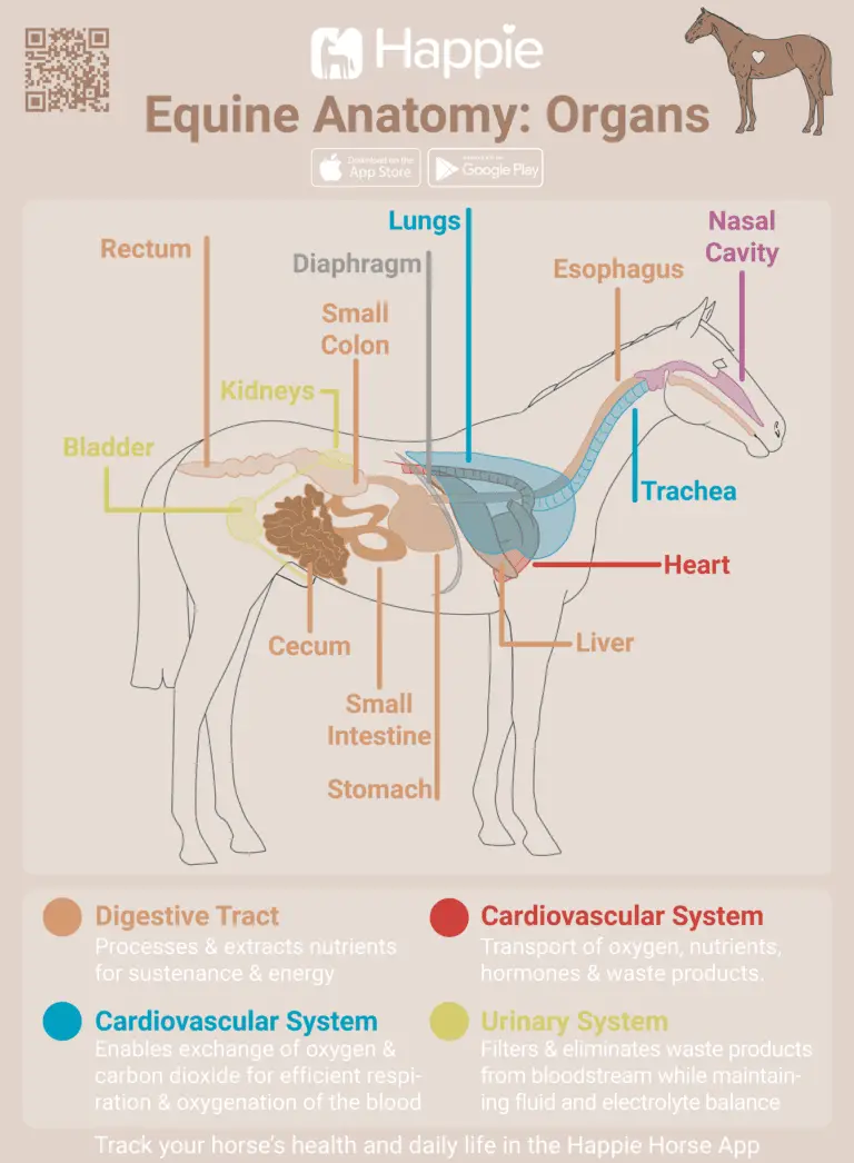 Equine Organs and Systems, digestion, stomach, kidney, respiration