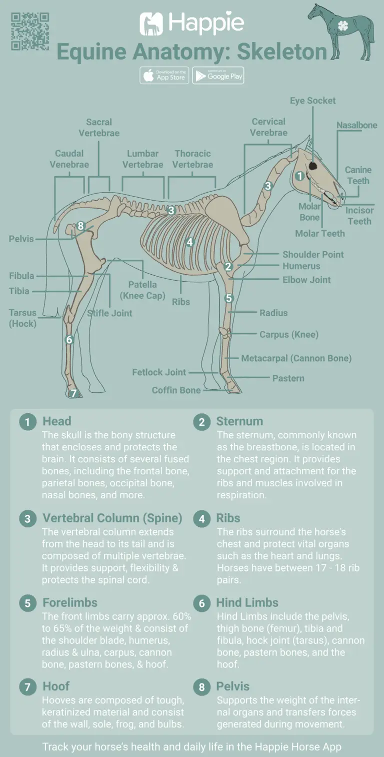 Equine Skeleton Build Bones and Joints Free Illustration for Download