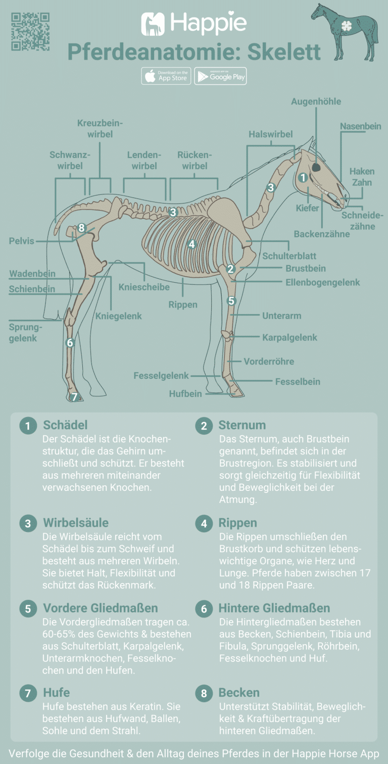 Pferd Skelett Aufbau Knochen und Gelenke Kostenlose Grafik zum Download Herunterladen