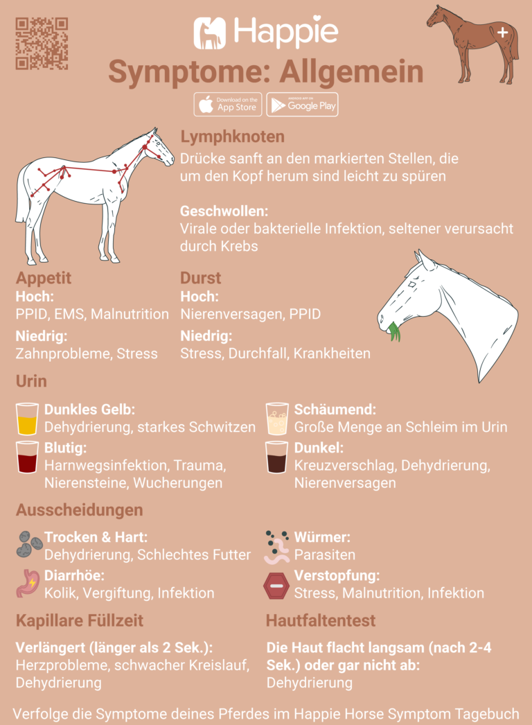 Symptome bei Ponys und Pferden Kapillare Rückfüllzeit Urin Kot Appetit Durst Lymphknoten Hautfaltentest