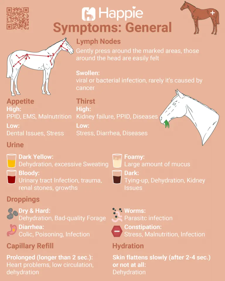 Symptoms: General Lymph Nodes, High appetite: PPID, EMS, Malnutrition Low Apptite: Detal Issues, Stress High Thist: Kidney failure, PPID, Disease Low Thirst: Stress, Diarrhea, Diseases Urine: Dark Yellow urine, Dehydration, exessive sweating bloody urine: urinary tract infection, trauma, renal stones, growths foamy urine: lare amount of mucus dark urine: tying-up, dehydration, kidney issues droppings: Dry & Hard: dehydratin, bad-quality forage Diarrhea: colic poisoning, infection Worms: parasitic infection constipation: stress, malnutrition, infection Capillary Refill prolonged (longer than 2 sec.): heart problems, low circulation, dehydration Hydration: Skin flattens slowly (afer 2-4 sec.) or not at all: dehydration