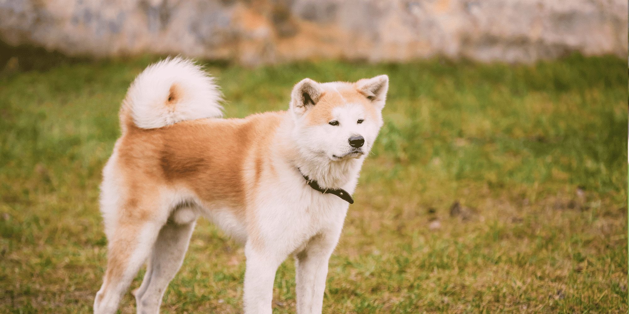 Akita Inu