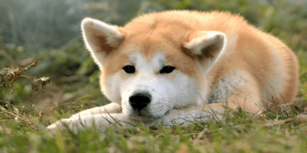 Ein liegender Akita Inu