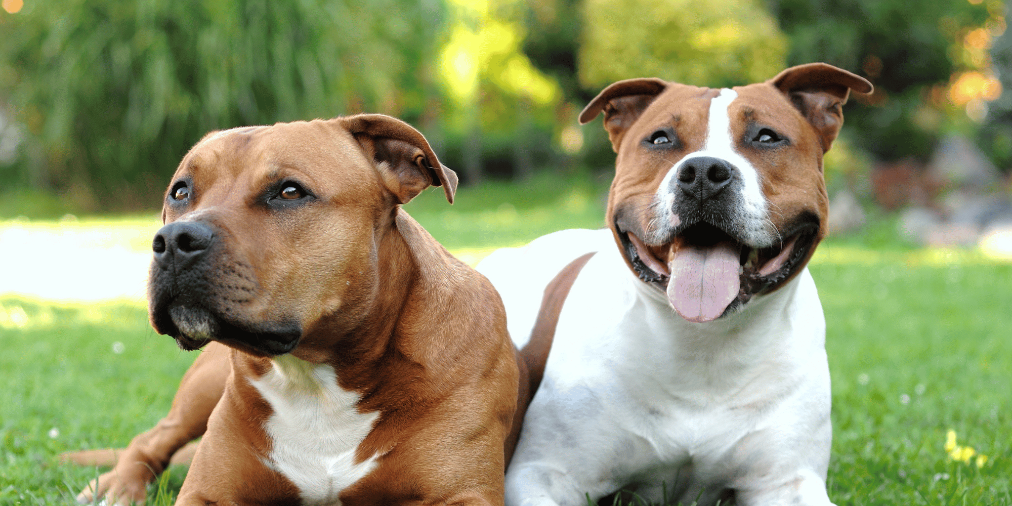 American Staffordshire Terrier