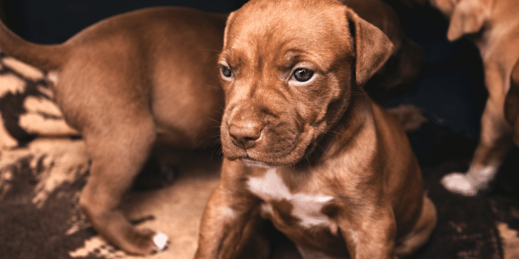 Brauner American Staffordshire Terrier Welpe