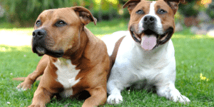 Zwei American Staffordshire Terrier liegen im Gras