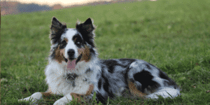 Merlefarbiger australian shepherd liegt im Gras