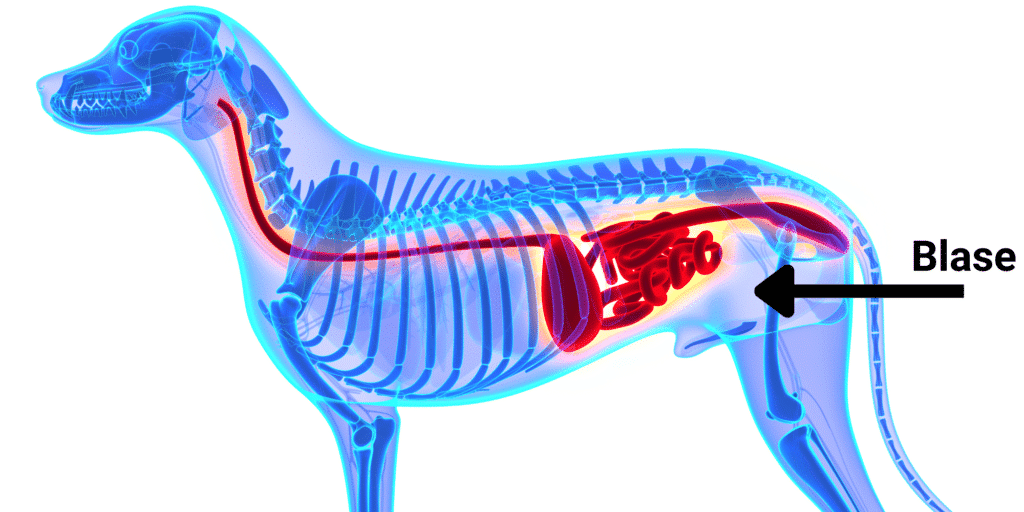 Anatomische Darstellung eines Hundes mit dem Hinweis an welcher Stelle die Blase luegt