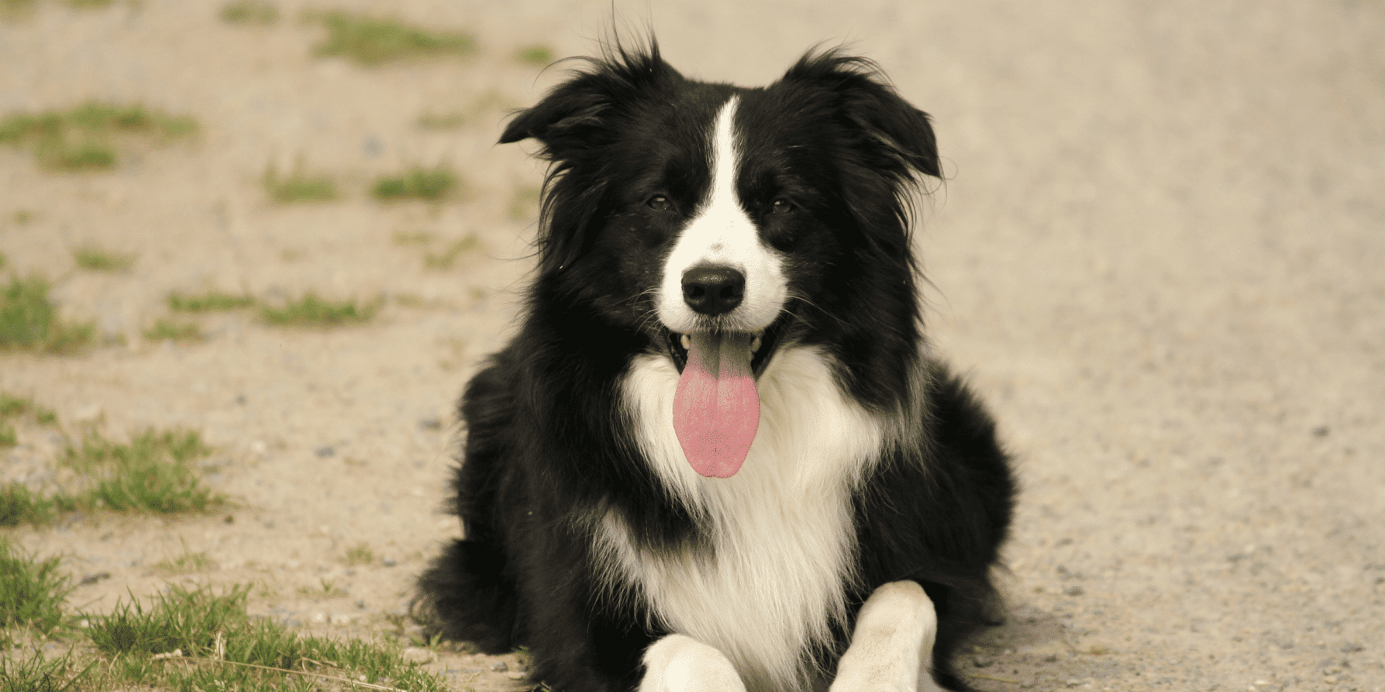 Rot Collie Rot Weißer Border Collie Border Collie Rasseporträt | RINTI