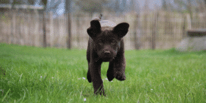 Schwarzer Labrador Welpe rennt auf einer Wiese