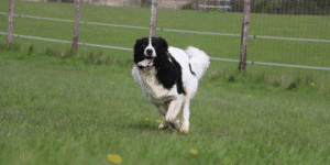 Schwarz-weißer Hund rennt auf einer Wiese mit heraushängender Zunge