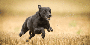 schwarzer Hund rennt im Feld