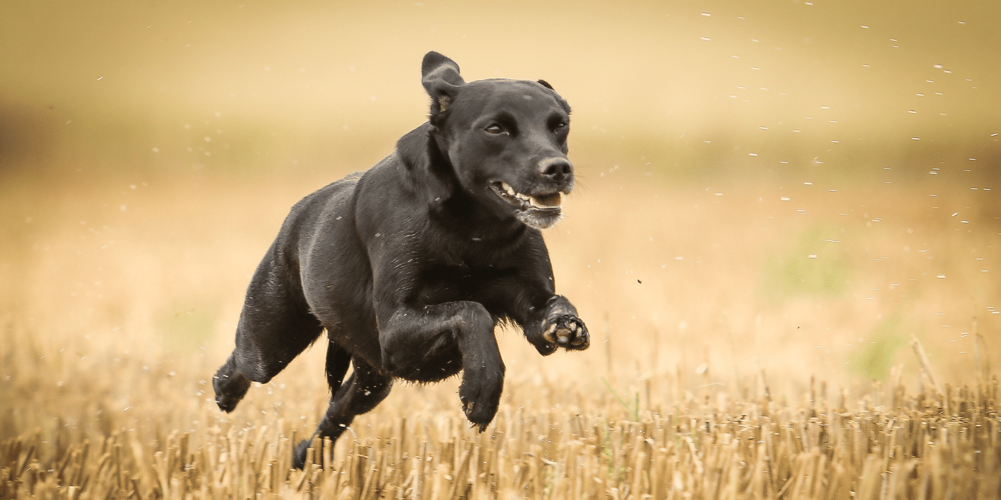Erstaunlich Grannen Hund Bilder Bilder