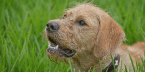 Heller Hund liegt im Gras