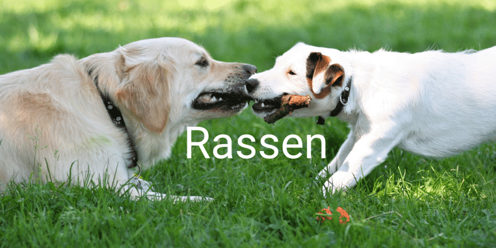 Golden Retriever und Jack Russel Terrier mit einem Stock
