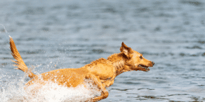 Hund springt im Wasser