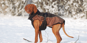 Hund mit kurzem Fell im Schnee mit Mantel