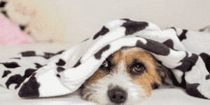 Hund mit Decke über sich