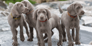 Vier silberne Weimaraner Welpen mit bunten Halsbändern