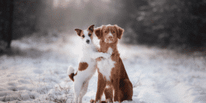 Zwei Hunde im Schnee