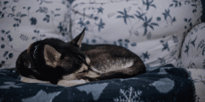 Schlafender Husky