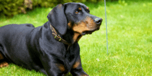 Schwarzer Hund liegt auf einer Wiese