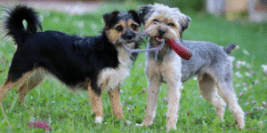 Zwei Hunde stehen auf der Wiese und haben ein Spielzeug in der Schautze