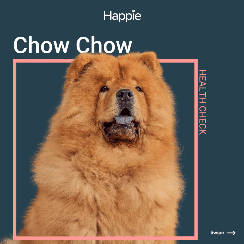 Chow Chow Rassenporträt