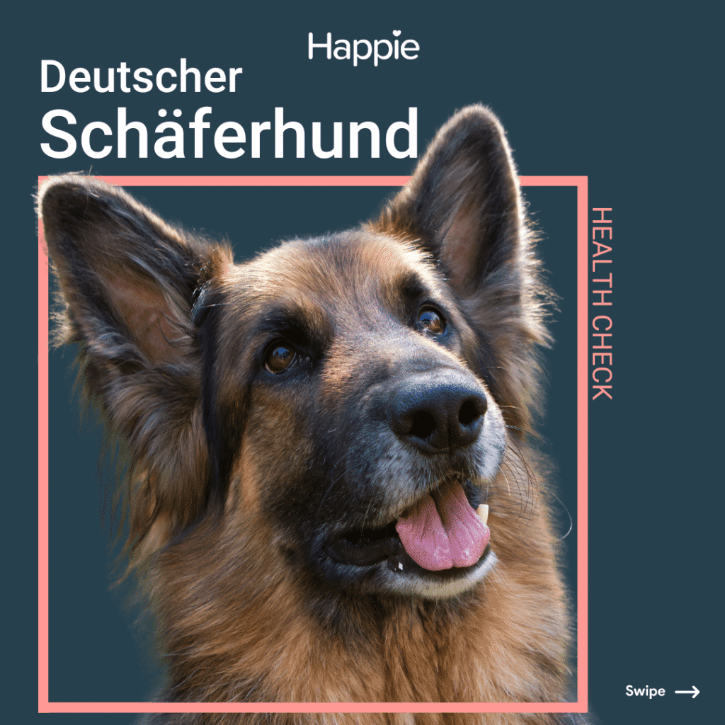 Deutscher Schäferhund Header Rassenporträt Hunderasse