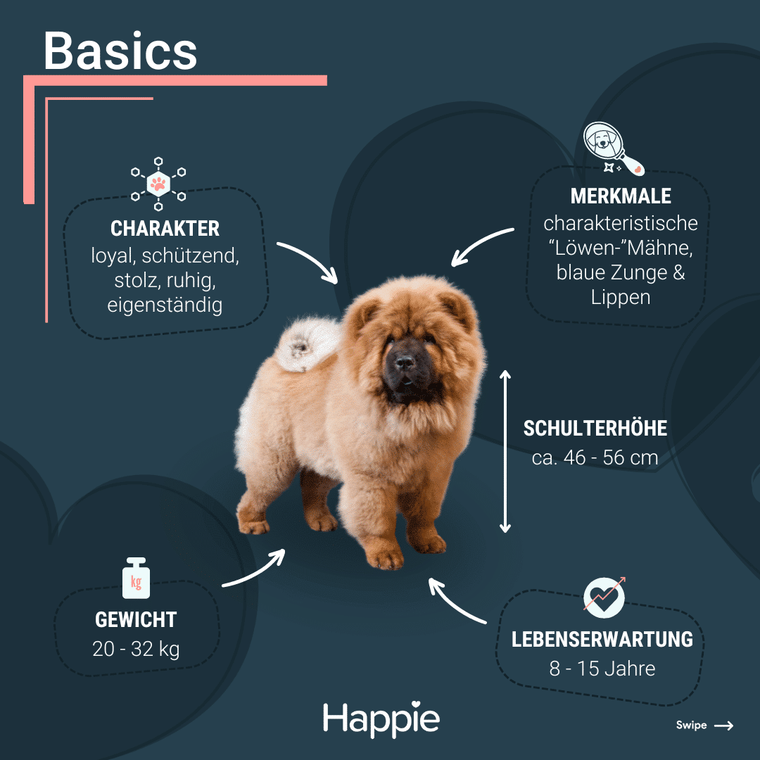 Chow Chow Rassenporträt Basics Rassenporträt Aussehen Charakter gewicht lebenserwartung größe