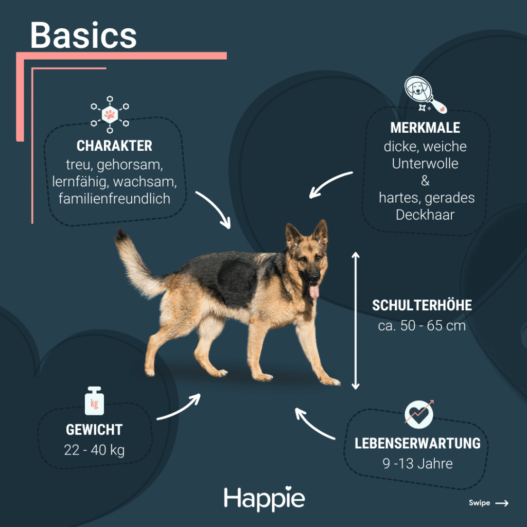 Deutscher Schäferhund Basics Rassenpoträt Rassenporträt Aussehen Charakter gewicht lebenserwartung größe