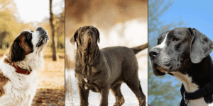 Ein Bernhardiner, ein Mastiff und eine deutsche Dogge