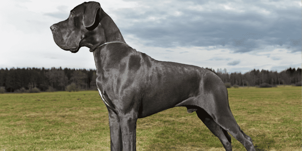 Eine silberne deutsche Dogge steht auf einer Wiese