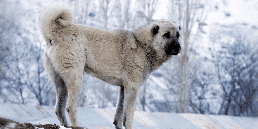 Ein Kangal Hirtenhund steht im Schnee