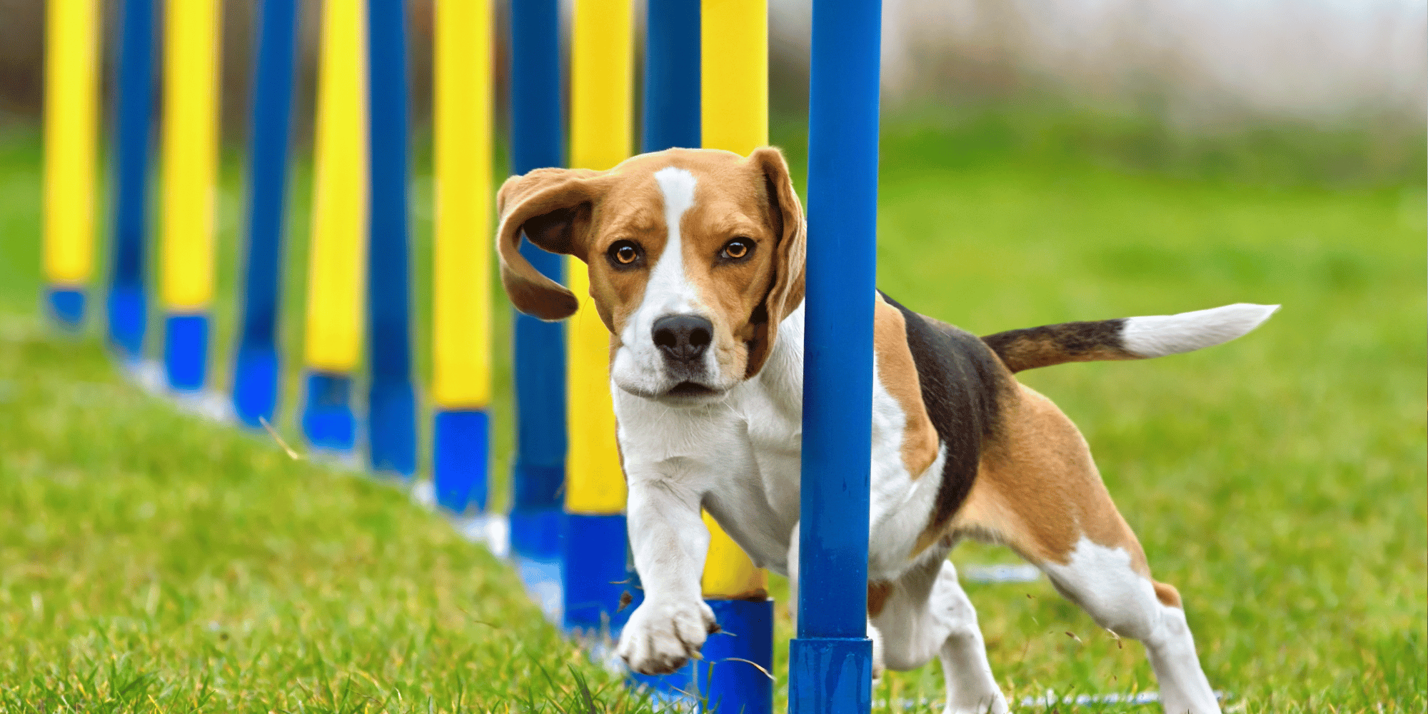 Fitte Wellensittiche: Agility-Training Für Mehr Spaß Und Bewegung – ARJF