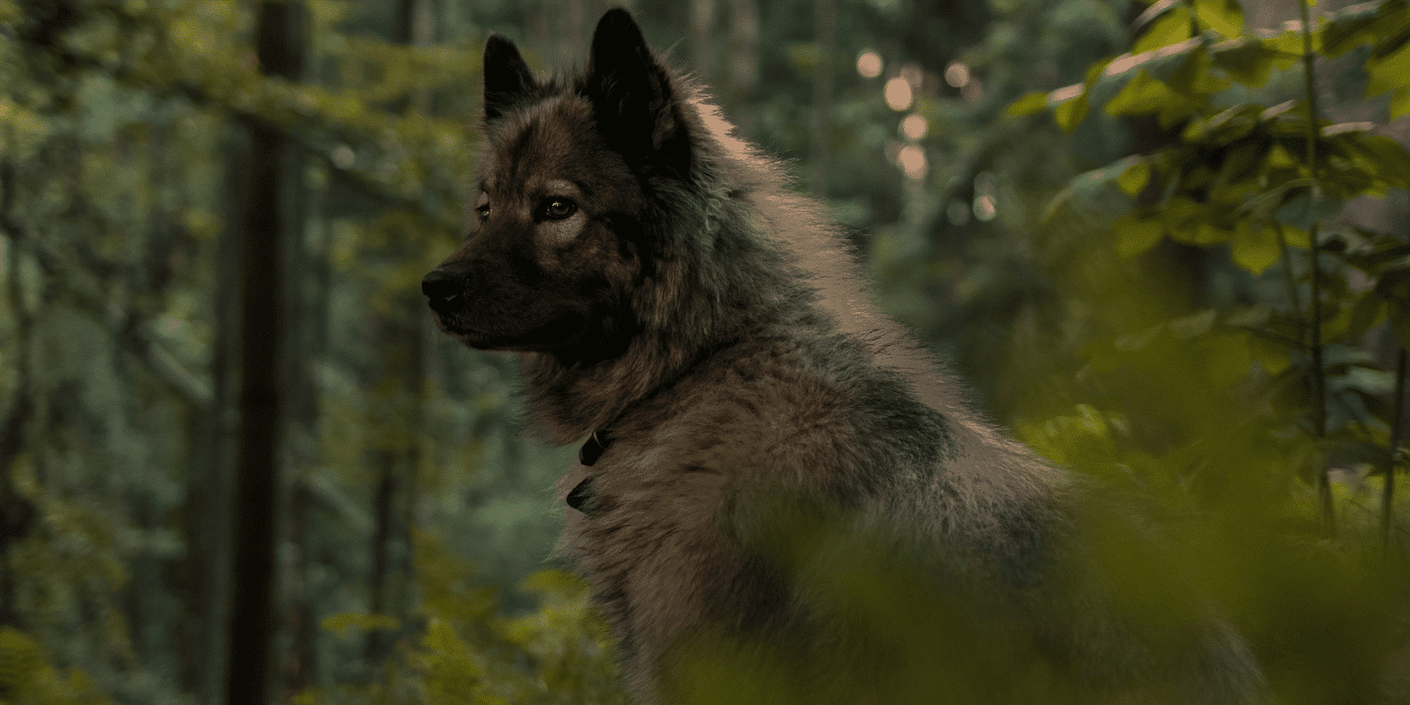 Anaplasmose beim Hund