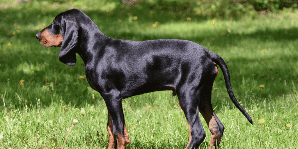 Ein Black and Tan Coonhound steht auf einer Wiese